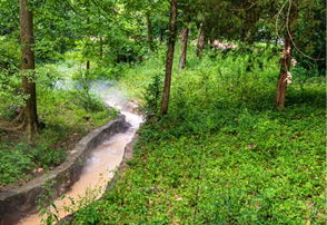A stream of water flows through a forest, surrounded by trees and bushes. AI generated content